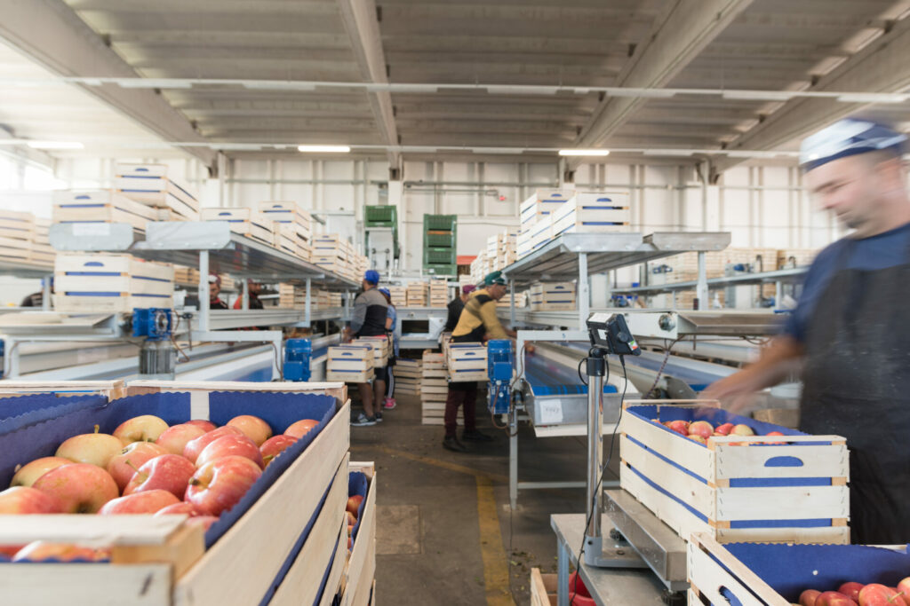 _DSC1576 Montapple - la mela nata in Italia svg+xml;charset=utf