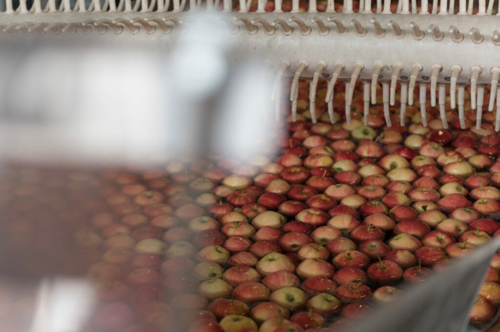 _DSC7920 Montapple - la mela nata in Italia svg+xml;charset=utf