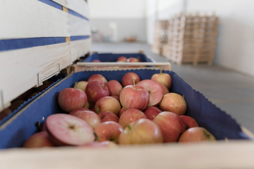 _DSC7975 Montapple - la mela nata in Italia svg+xml;charset=utf