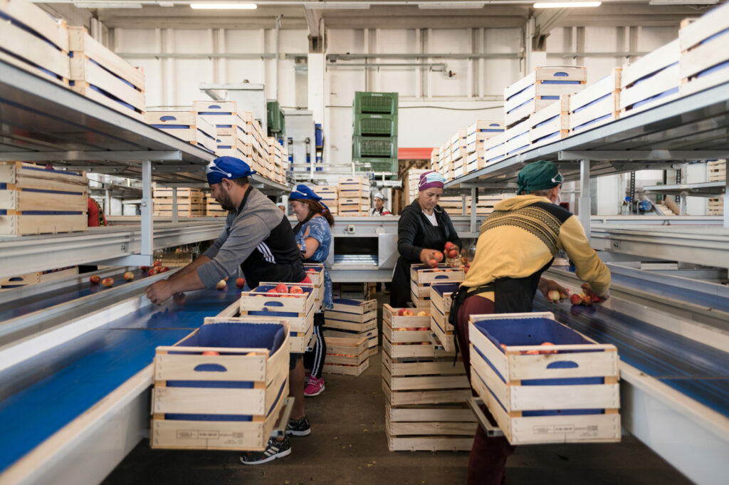 _DSC8011 Montapple - la mela nata in Italia svg+xml;charset=utf