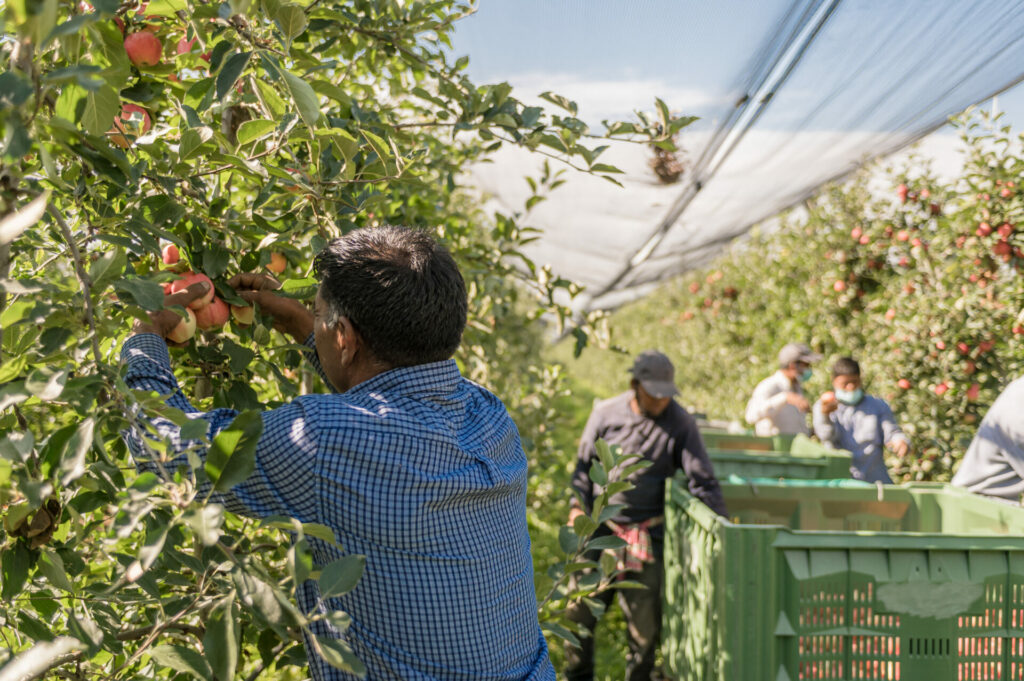 _DSC8218 Montapple - la mela nata in Italia svg+xml;charset=utf