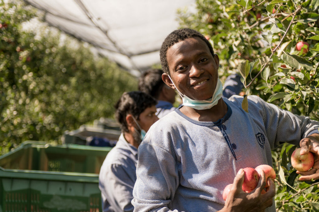 _DSC8230 Montapple - la mela nata in Italia svg+xml;charset=utf