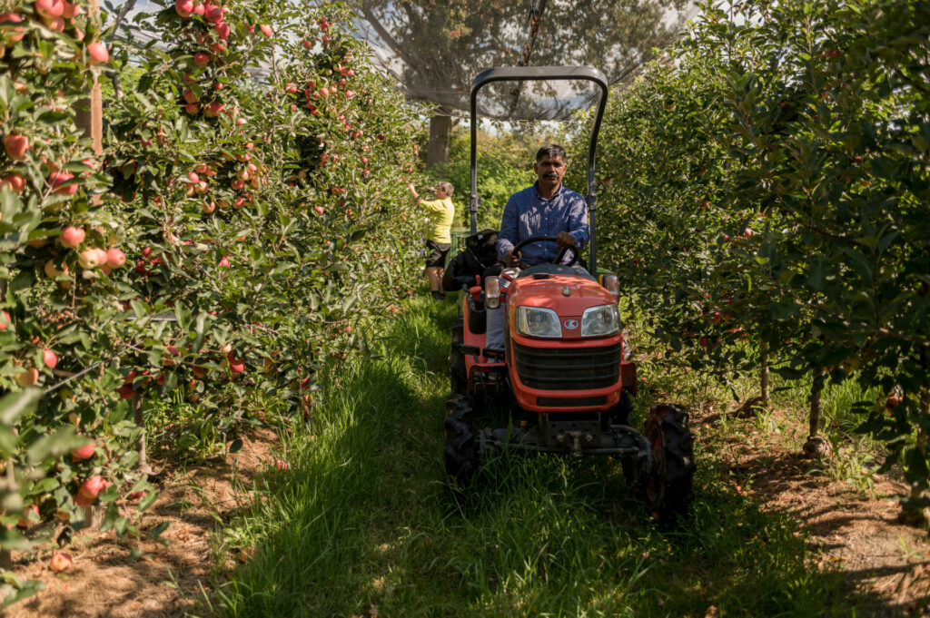 _DSC8265 Montapple - la mela nata in Italia svg+xml;charset=utf