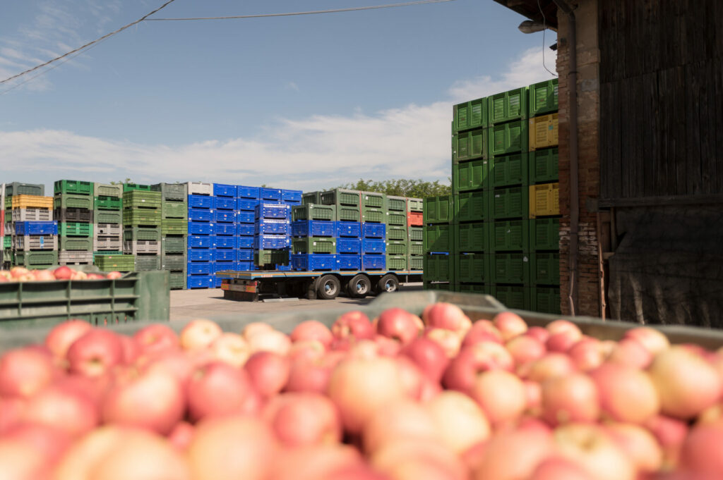 _DSC8321 Montapple - la mela nata in Italia svg+xml;charset=utf